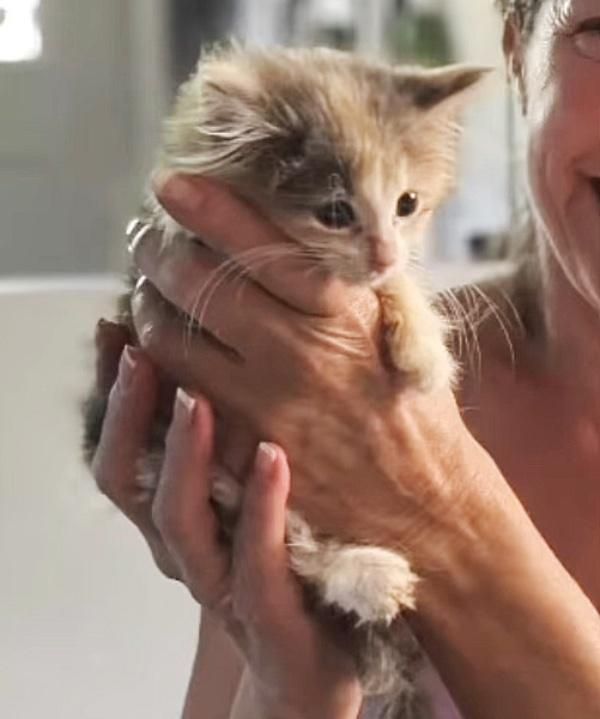 tiny handheld kitten